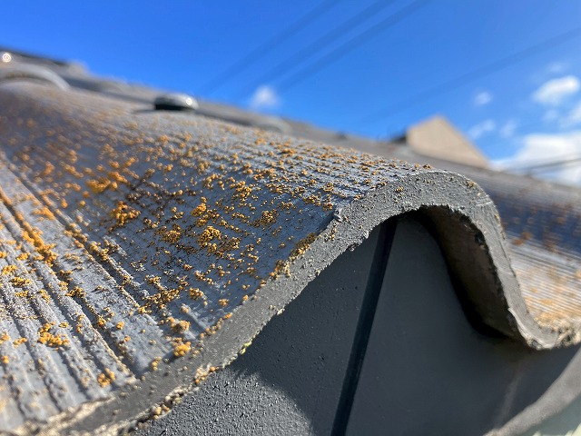 表面に生えたカビ・苔の様子